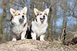 CORGI PEMBROKE 510